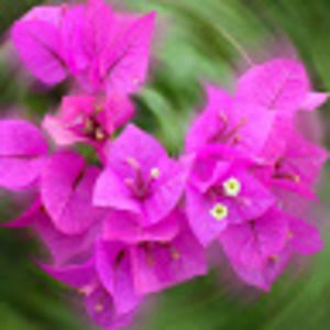 Meet your Posher, Candida